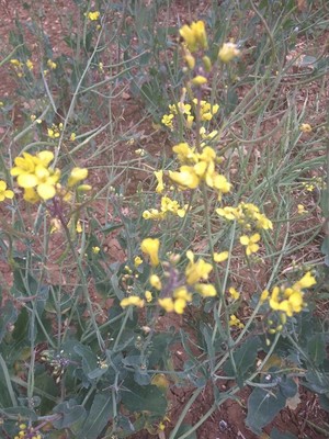 photo of Rapeseed