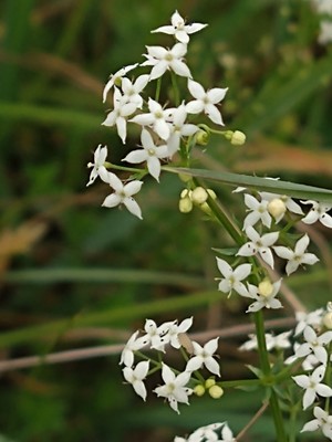 photo of Heath Bedstraw