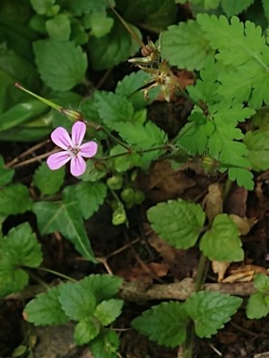 photo of Herb Robert