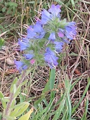 photo of Vipers Bugloss