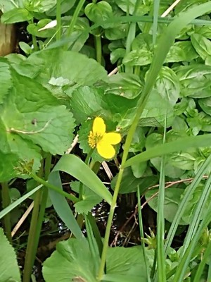 photo of King Cups Or Marsh Marigold