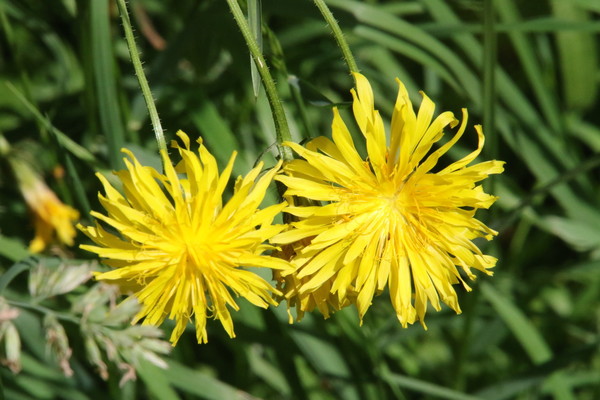 photo of Rough Hawk's Beard