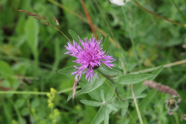 photo of Common Knapweed