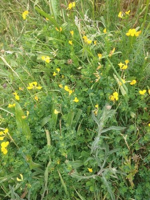 photo of Bird's Foot Trefoil