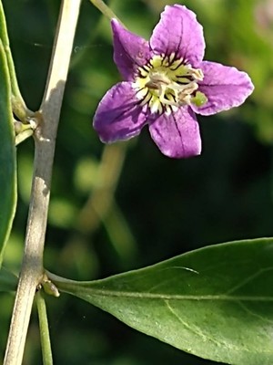 photo of Duke Of Argyll's Teaplant