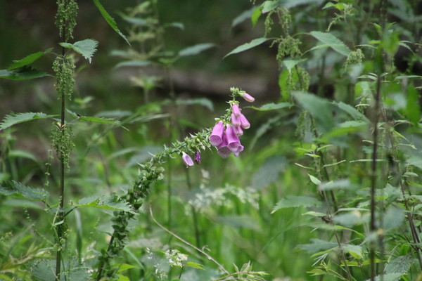 photo of Foxglove