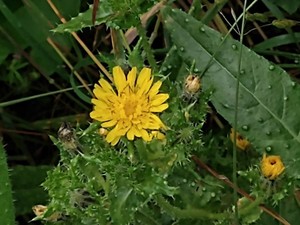 photo of Bristly Oxtongue