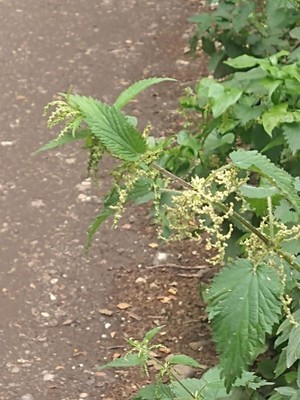 photo of Common Nettle