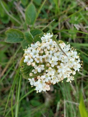 photo of Wayfaring Tree