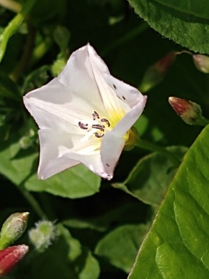 photo of Field Bindweed