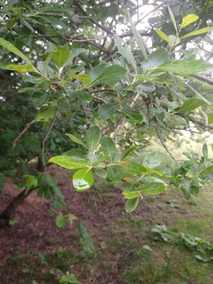 photo of Rusty Sallow