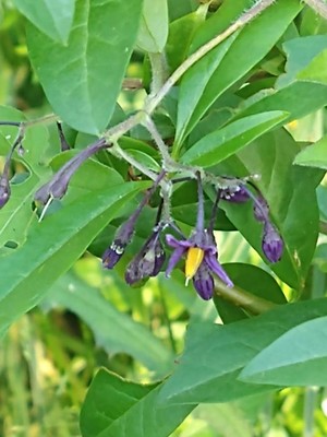 photo of Bittersweet