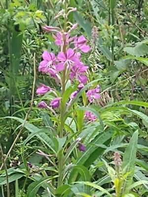 photo of Rosebay Willowherb
