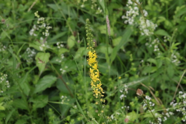 photo of Agrimony