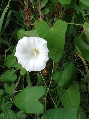 photo of Hedge Bindweed