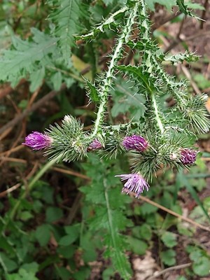 photo of Plumeless Thistle