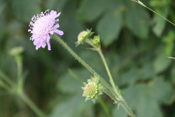photo of Field Scabious