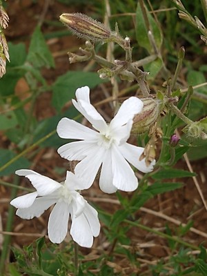 photo of White Campion