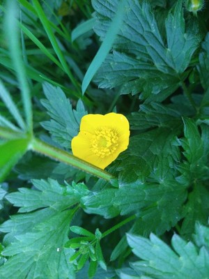 photo of Creeping Buttercup