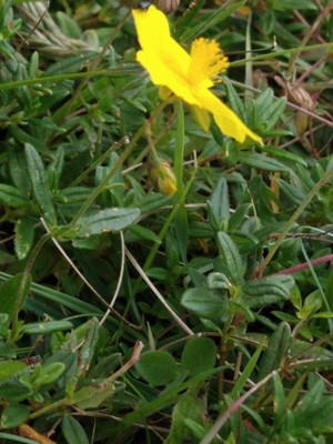 photo of Common Rockrose