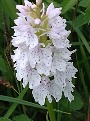 photo of Heath Spotted Orchid