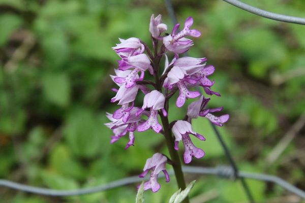 photo of Military Orchid