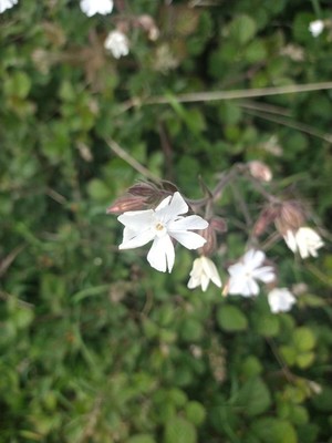 photo of White Campion