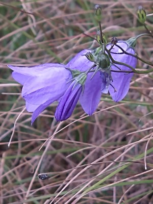 photo of Harebell