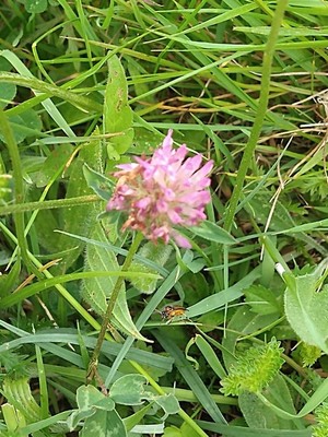 photo of Red Clover