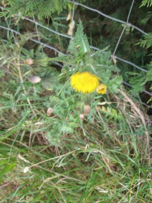 photo of Prickly Sow Thistle