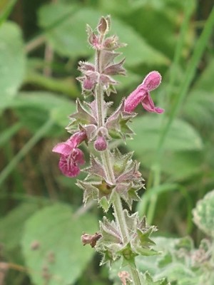 photo of Hedge Woundwort