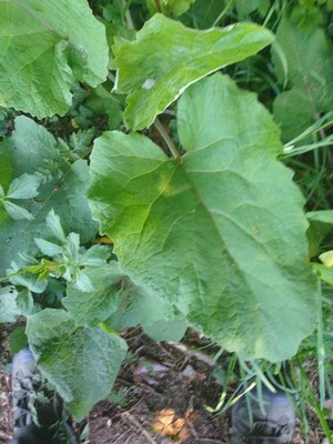 photo of Great Burdock