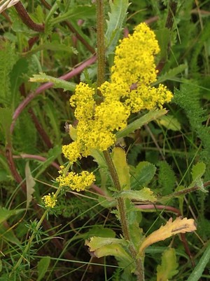 photo of Lady's Bedstraw