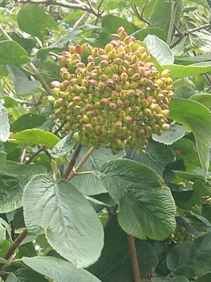 photo of Wayfaring Tree