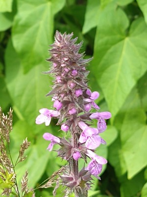 photo of Marsh Woundwort