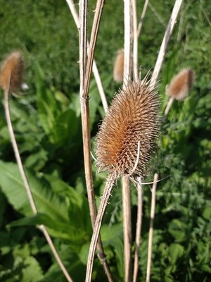 photo of Teasel