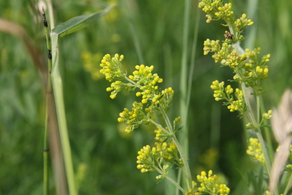 photo of Lady's Bedstraw