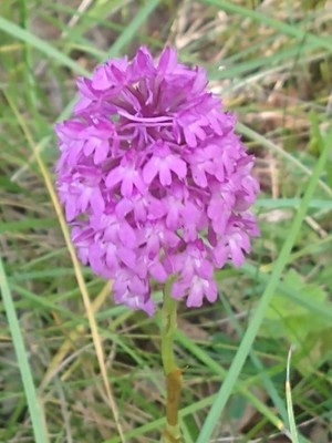 photo of Pyramidal Orchid