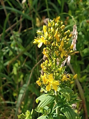 photo of Hairy St John's Wort