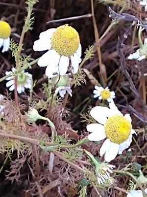 photo of Corn Chamomile