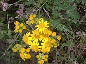 photo of Ragwort