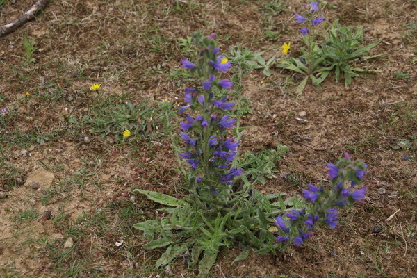 photo of Vipers Bugloss