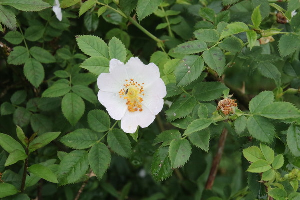 photo of Common Dog Rose