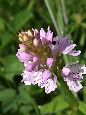 photo of Common Spotted Orchid