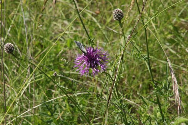 photo of Greater Knapweed