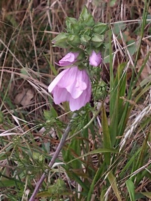 photo of Greater Musk Mallow