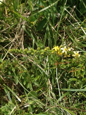 photo of Agrimony