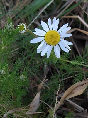 photo of Scented Mayweed
