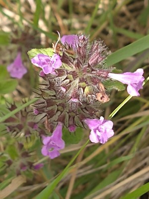 photo of Wild Basil