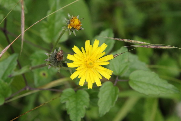 photo of Hawkweed Oxtongue